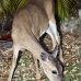deer_key_bpk_v_0029_fla0407.jpg